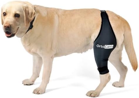 best dog knee brace